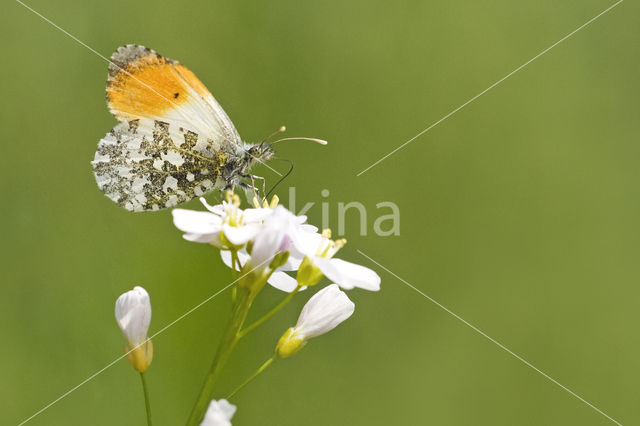 Oranjetipje (Anthocharis cardamines)