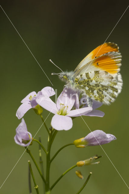 Oranjetipje (Anthocharis cardamines)