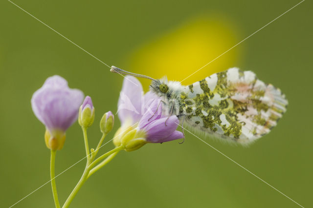 Oranjetipje (Anthocharis cardamines)