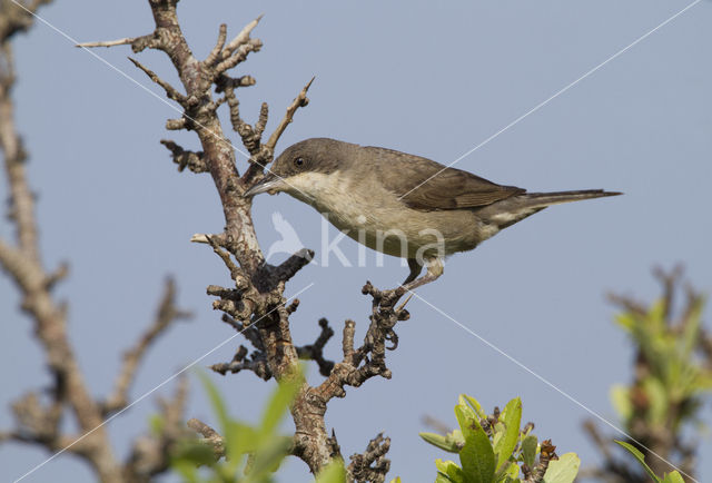 Orpheusgrasmus (Sylvia hortensis)