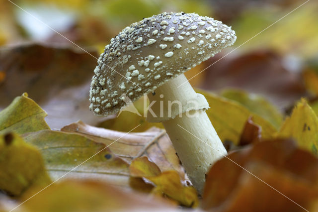 Panteramaniet (Amanita pantherina)