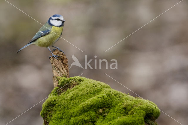 Pimpelmees (Parus caeruleus)