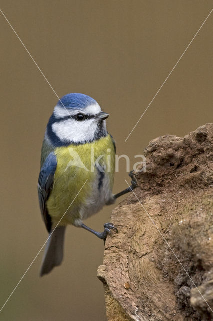 Pimpelmees (Parus caeruleus)