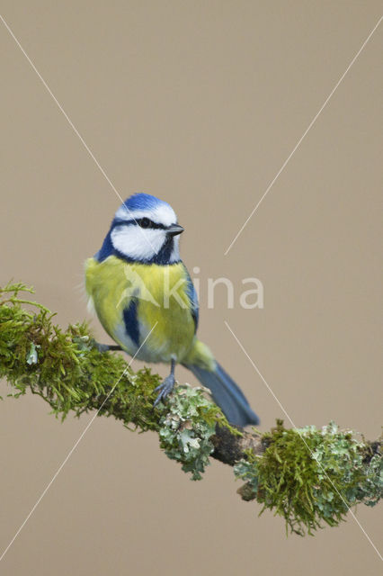 Pimpelmees (Parus caeruleus)