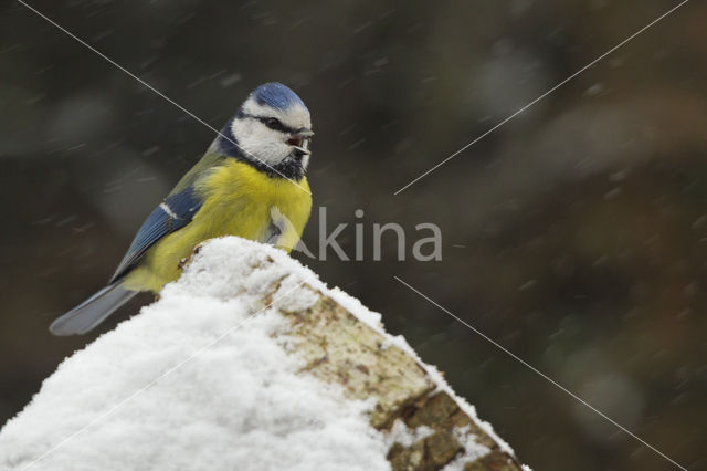 Pimpelmees (Parus caeruleus)