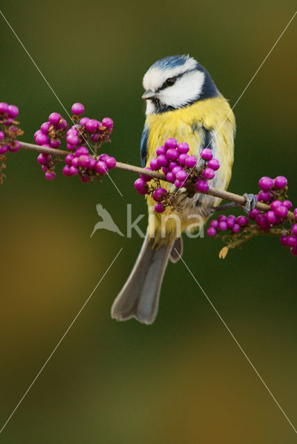 Pimpelmees (Parus caeruleus)