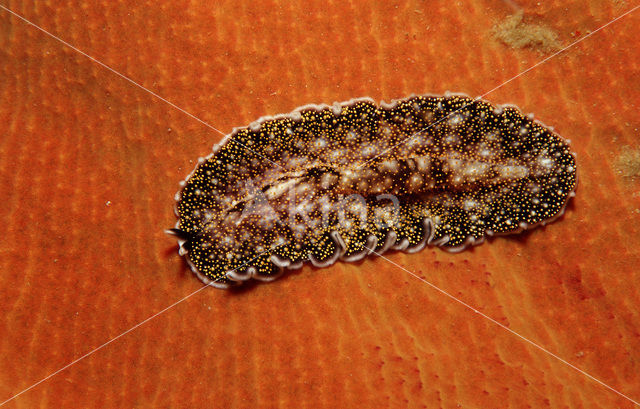 Platworm (Planthelminthes sp)