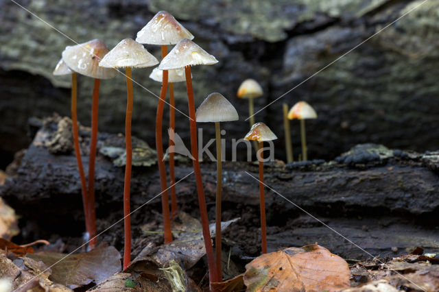 Prachtmycena (Mycena crocata)