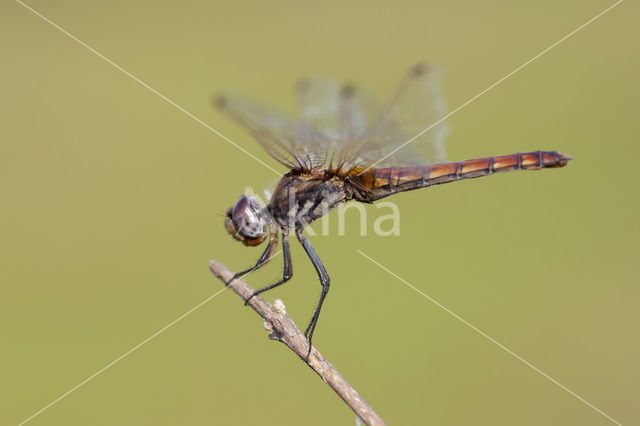 Violet-marked Darter (Trithemis annulata)