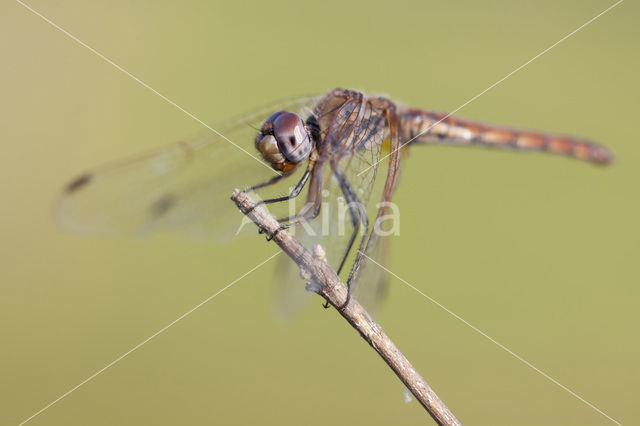 Purperlibel (Trithemis annulata)