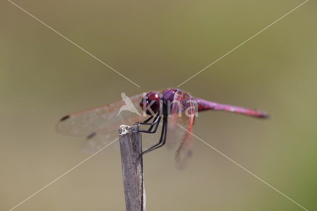 Purperlibel (Trithemis annulata)