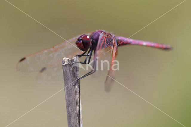 Purperlibel (Trithemis annulata)