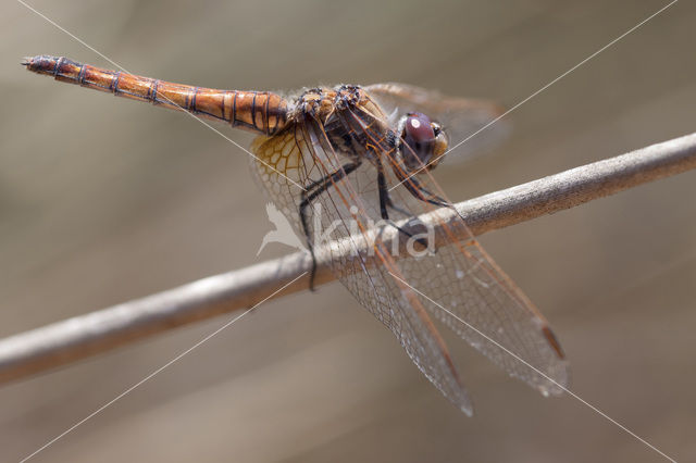 Purperlibel (Trithemis annulata)