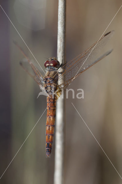 Purperlibel (Trithemis annulata)