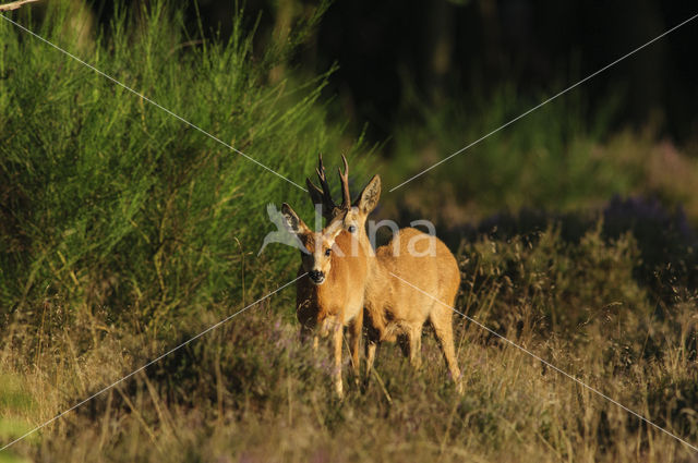 Ree (Capreolus capreolus)