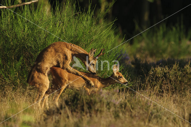 Ree (Capreolus capreolus)