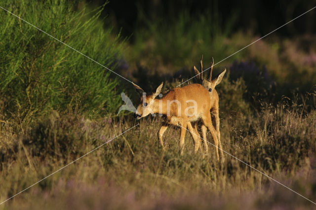 Ree (Capreolus capreolus)