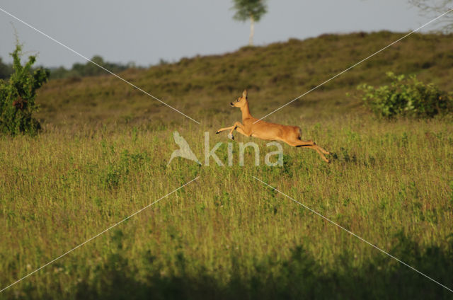 Ree (Capreolus capreolus)