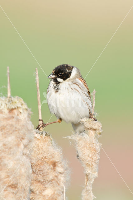 Rietgors (Emberiza schoeniclus)