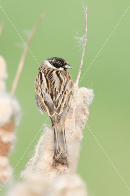 Rietgors (Emberiza schoeniclus)