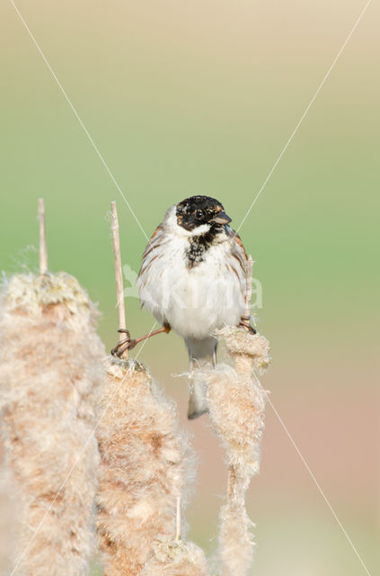 Rietgors (Emberiza schoeniclus)