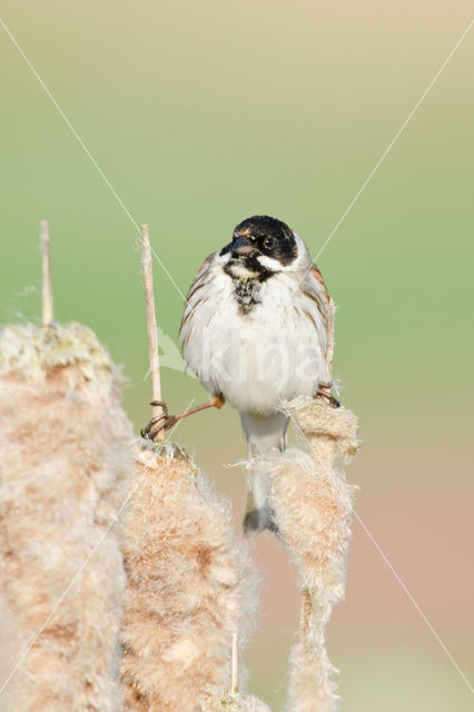 Rietgors (Emberiza schoeniclus)