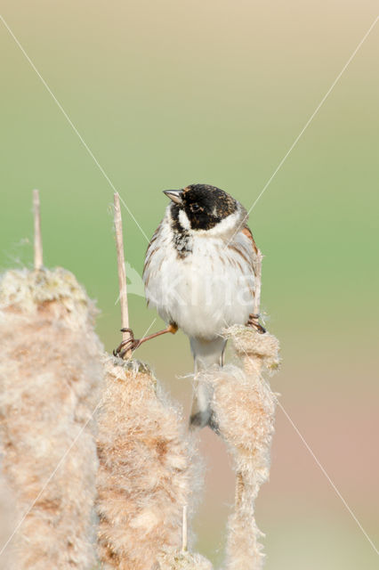 Rietgors (Emberiza schoeniclus)