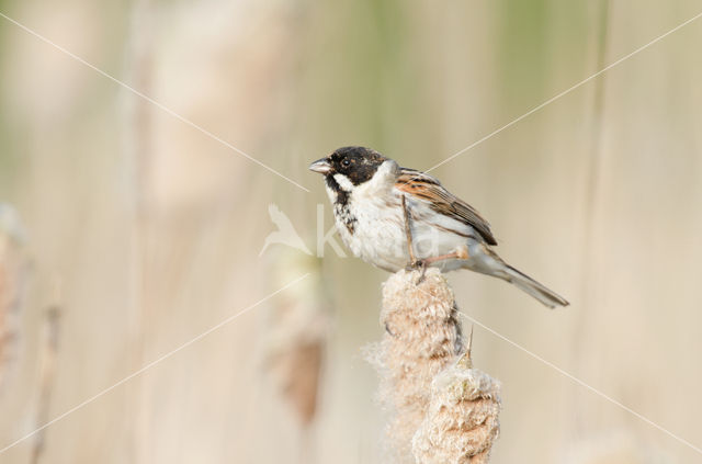 Rietgors (Emberiza schoeniclus)