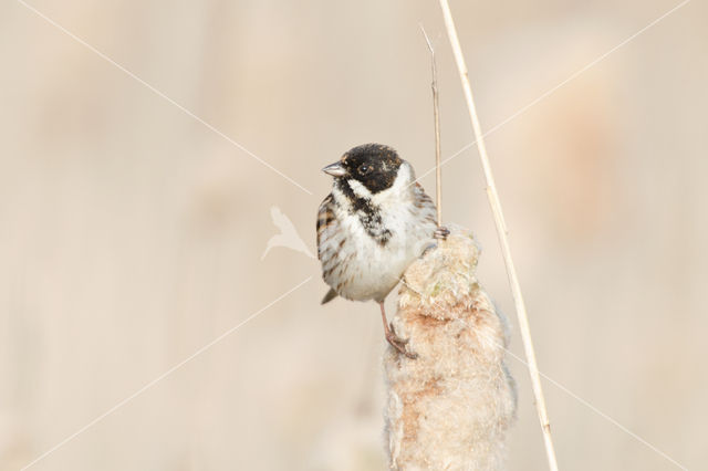 Rietgors (Emberiza schoeniclus)