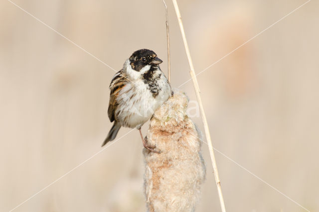 Rietgors (Emberiza schoeniclus)