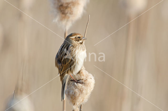 Rietgors (Emberiza schoeniclus)