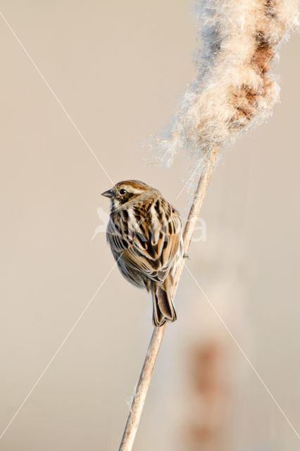 Rietgors (Emberiza schoeniclus)