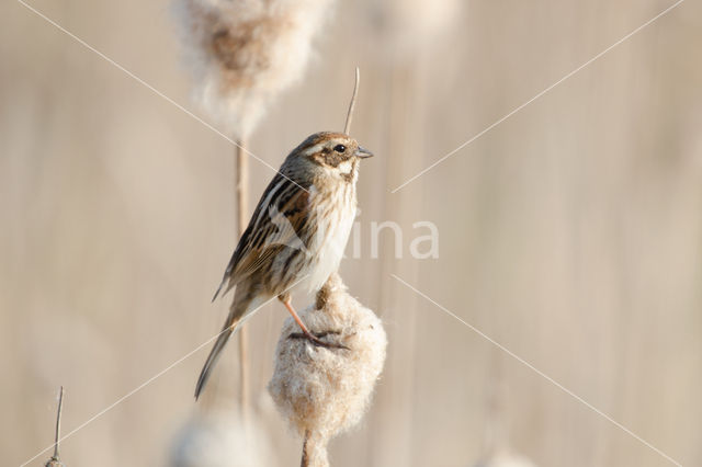 Rietgors (Emberiza schoeniclus)