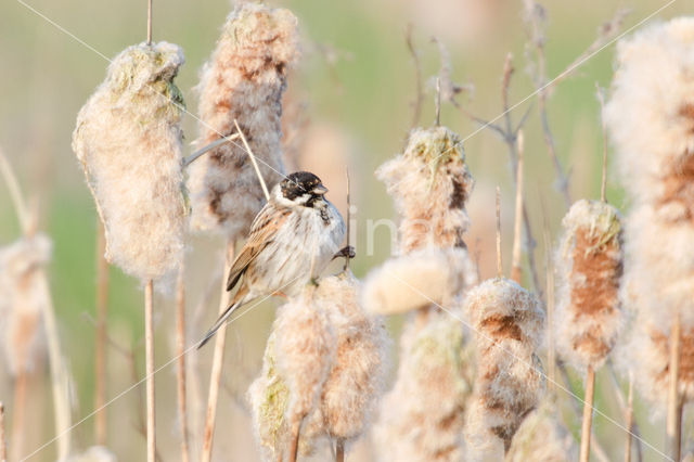 Rietgors (Emberiza schoeniclus)