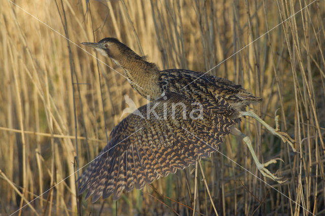 Roerdomp (Botaurus stellaris)