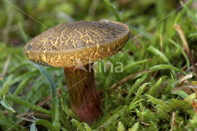 Roodsteelfluweelboleet (Boletus chrysenteron)