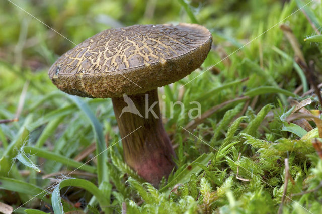 Roodsteelfluweelboleet (Boletus chrysenteron)