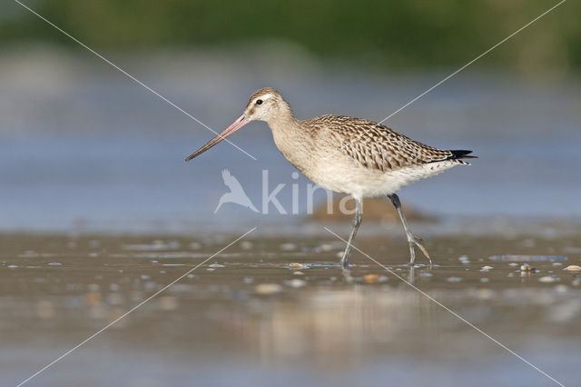 Rosse Grutto (Limosa lapponica)