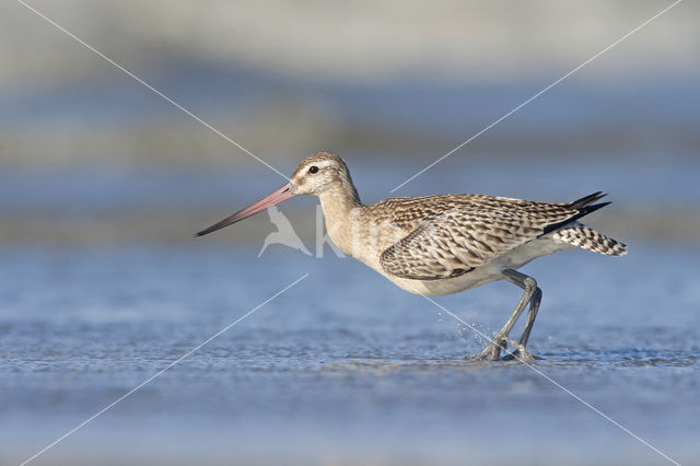 Rosse Grutto (Limosa lapponica)