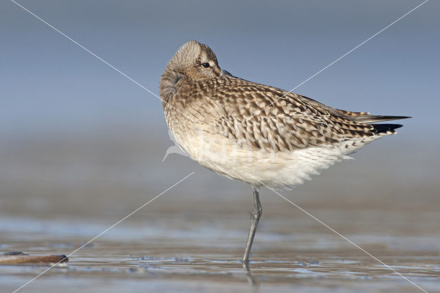 Rosse Grutto (Limosa lapponica)