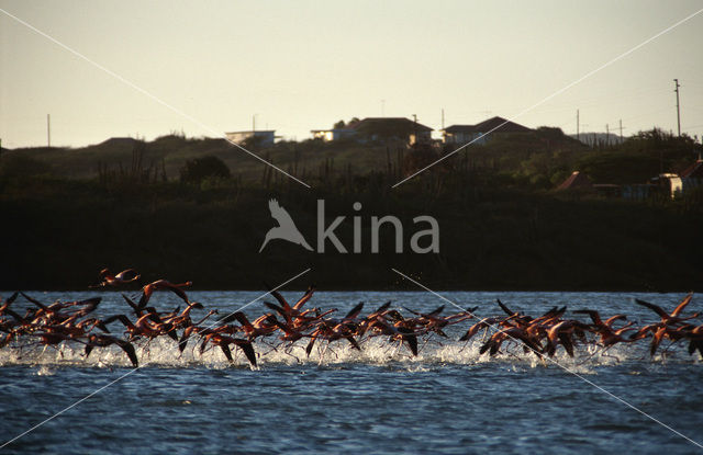 Roze flamingo (Phoenicopterus ruber)