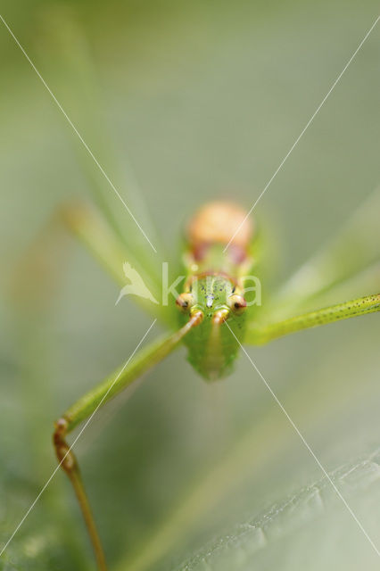 Sabelsprinkhaan (Tettiginia spec.)