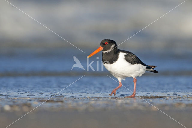 Scholekster (Haematopus ostralegus)