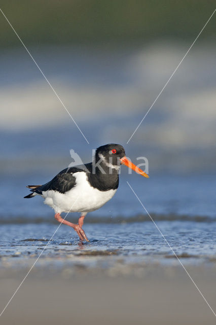 Scholekster (Haematopus ostralegus)