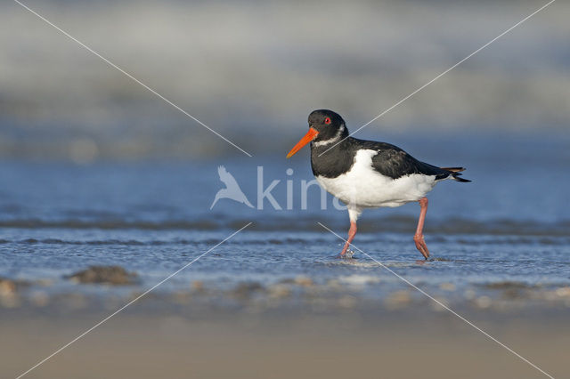 Scholekster (Haematopus ostralegus)