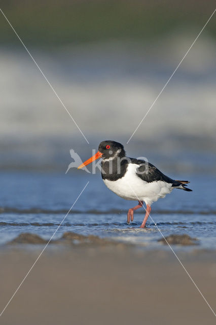 Scholekster (Haematopus ostralegus)