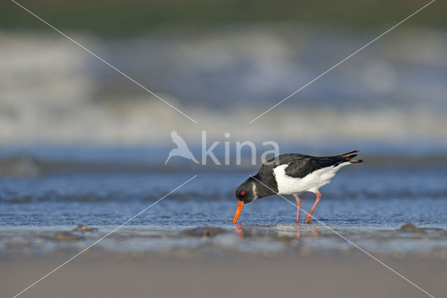 Scholekster (Haematopus ostralegus)