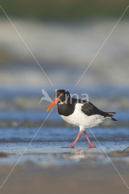 Scholekster (Haematopus ostralegus)