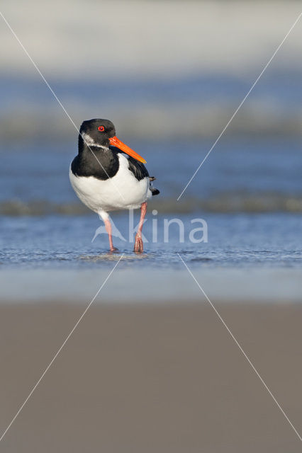 Scholekster (Haematopus ostralegus)