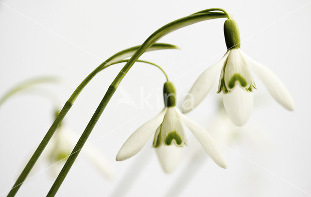 Sneeuwklokje (Galanthus spec.)